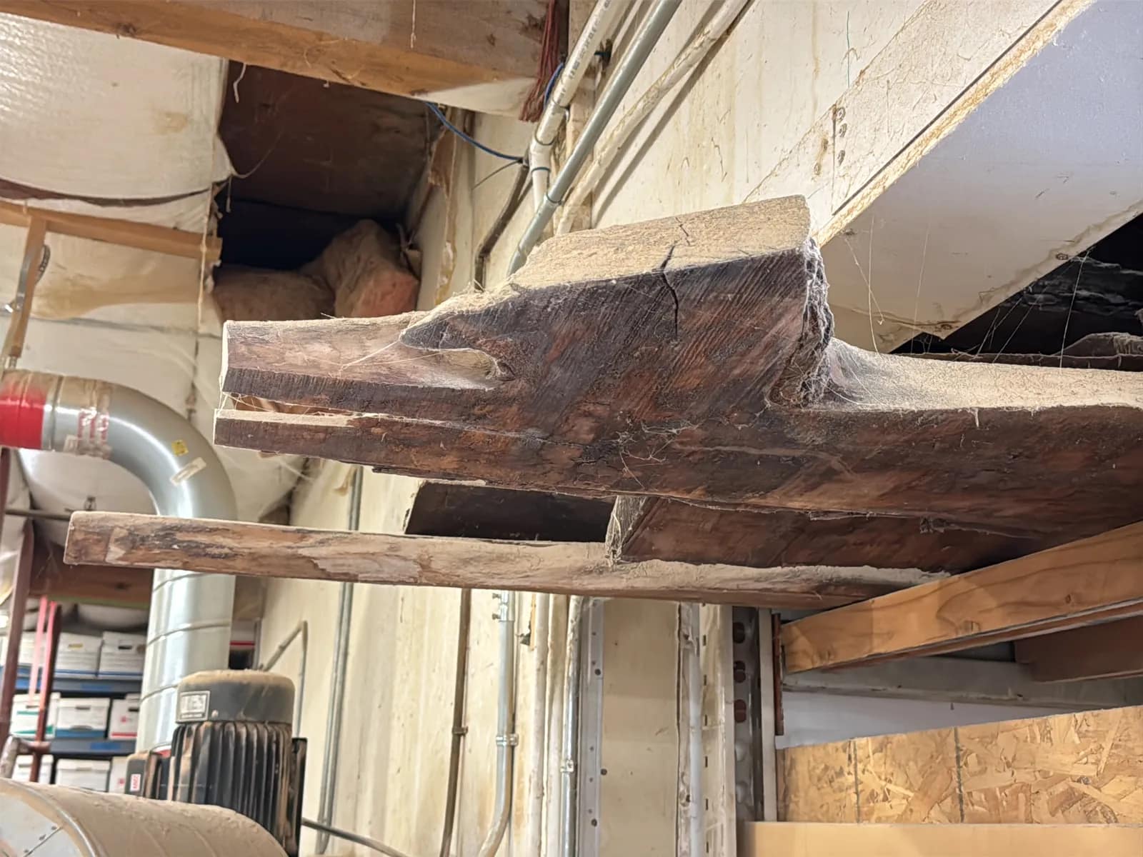 Bulk Lot: Assorted Live Edge Wood Slabs, photo 2 of 8