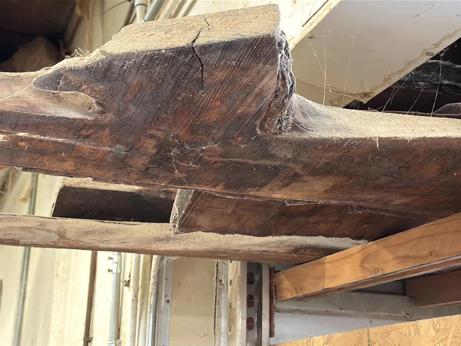 Bulk Lot: Assorted Live Edge Wood Slabs, photo 3 of 8