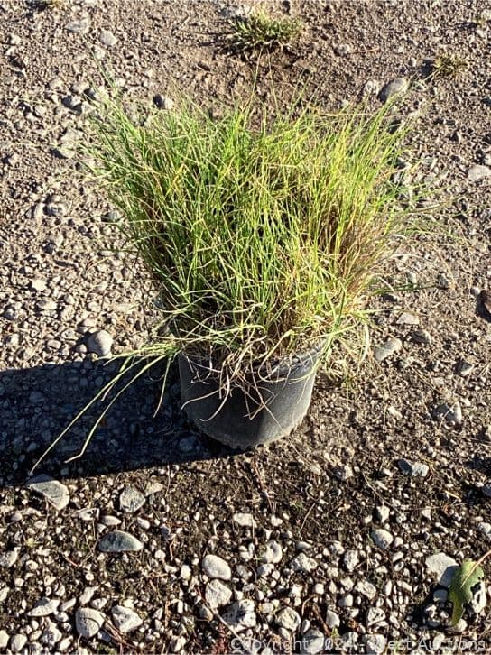 100-1-gallon-bouteloua-gracillis-565093