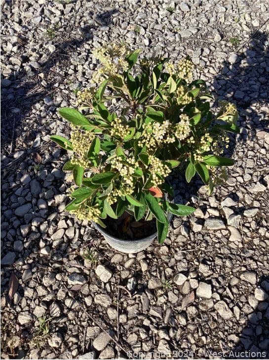 86-1-gallon-cotoneaster-parney-565101