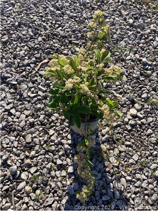 100-1-gallon-cotoneaster-parney-565102
