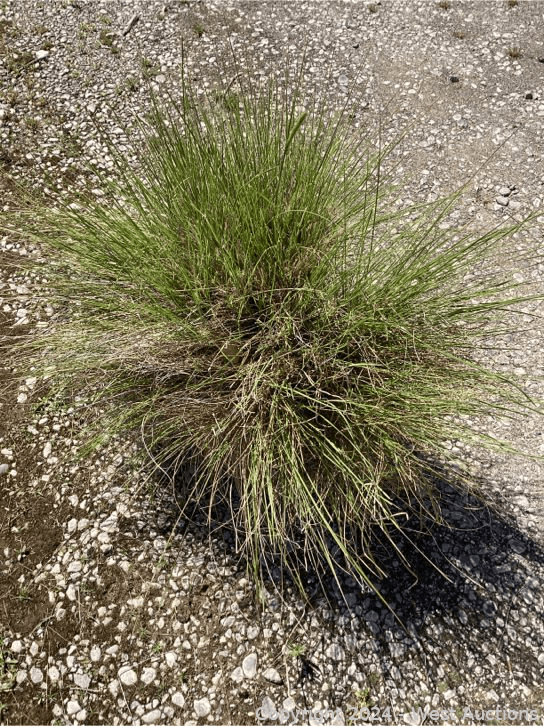 100-1-gallon-pennicetum-spatiolatum-565110