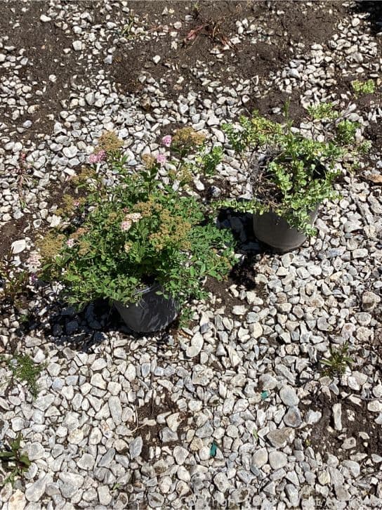 mixed-lot-98-1-gallon-spirea-little-princes-50-1-gallon-baccharis-pigeon-point-565117