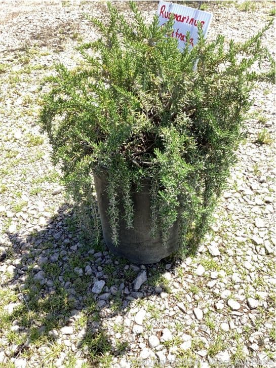 100-1-gallon-rusmarinus-prostrata-565127
