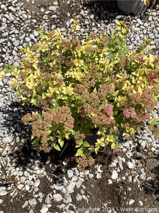 100-1-gallon-spirea-magic-carpet-565130