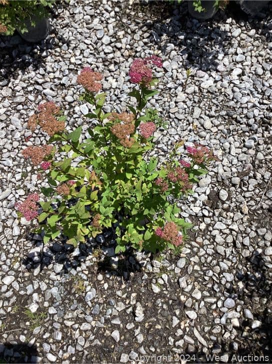 76-1-gallon-spirea-anthony-water-565135