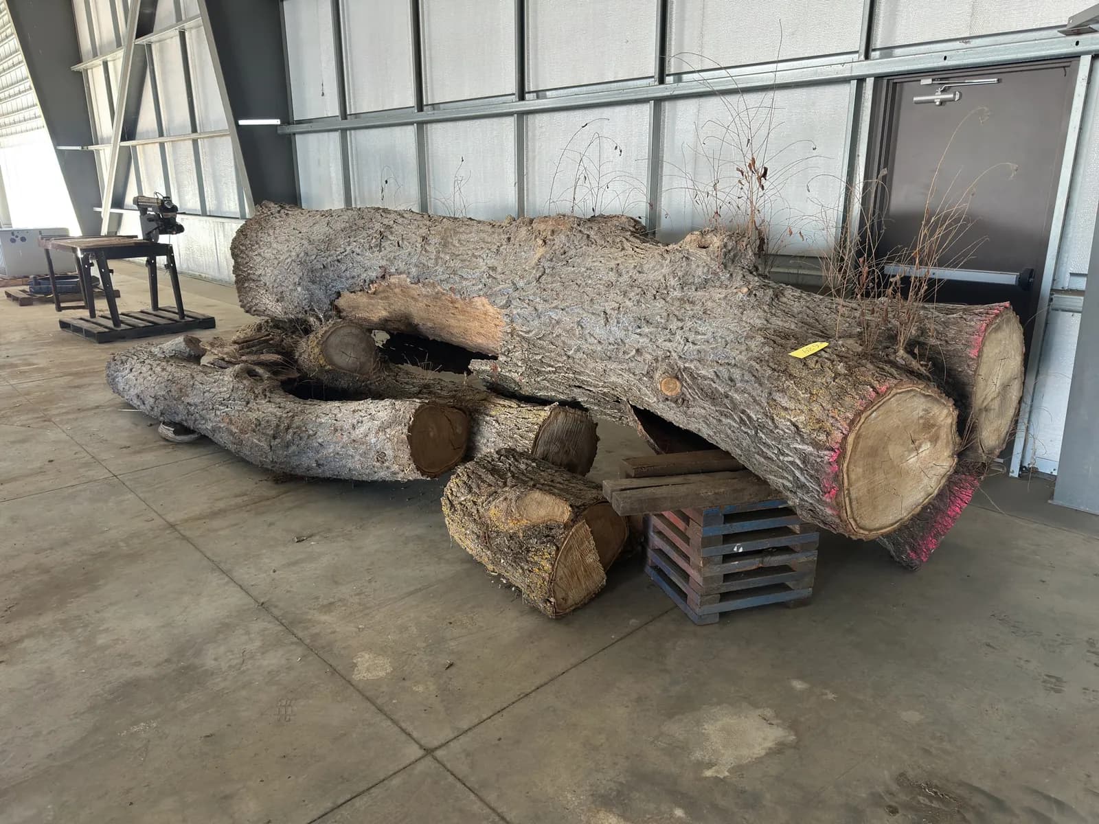 4-american-elm-logs-19d616