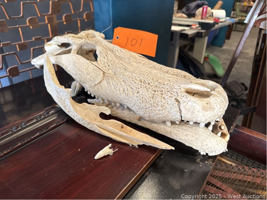 alligator-skull-594097
